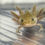 Thumbnail: "Own It" Wildtype Axolotl (DNA Confirmed Male)