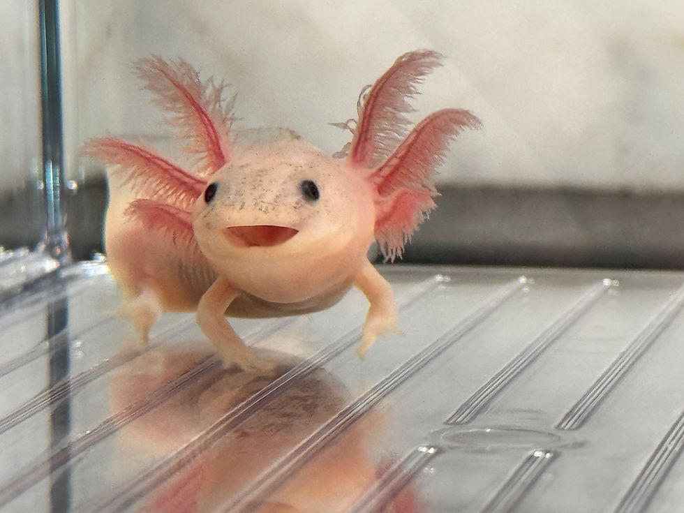 Thumbnail: "Ruggles" Dirty Leucistic Axolotl (DNA Confirmed Female)