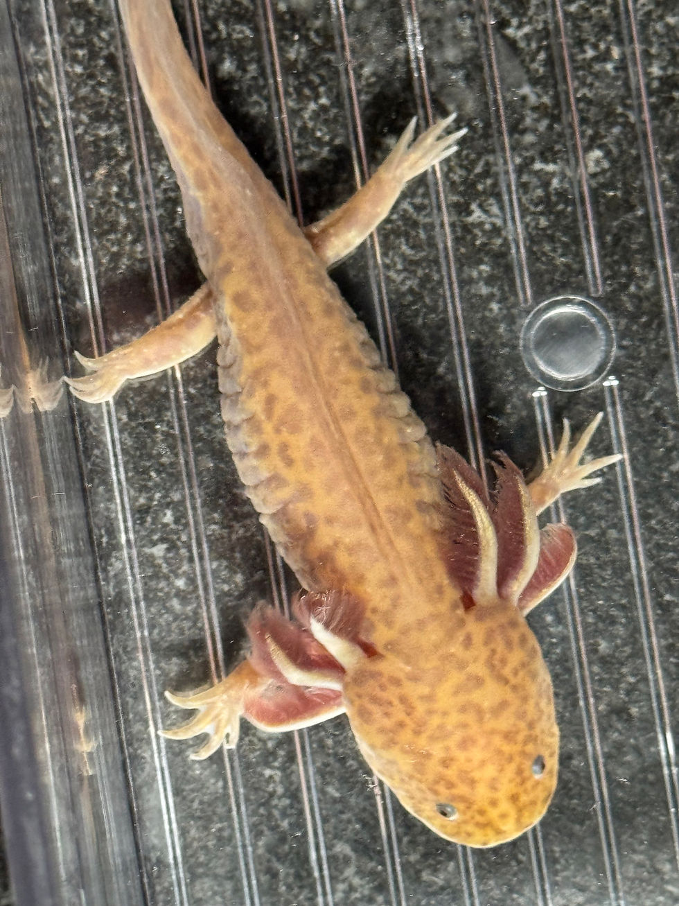 Thumbnail: "Sodium" Hypomelanistic Axolotl (DNA Confirmed Male)
