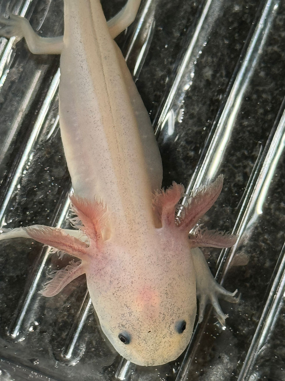 Thumbnail: "Dutch Tulips" Leucistic Axolotl (DNA Confirmed Female)