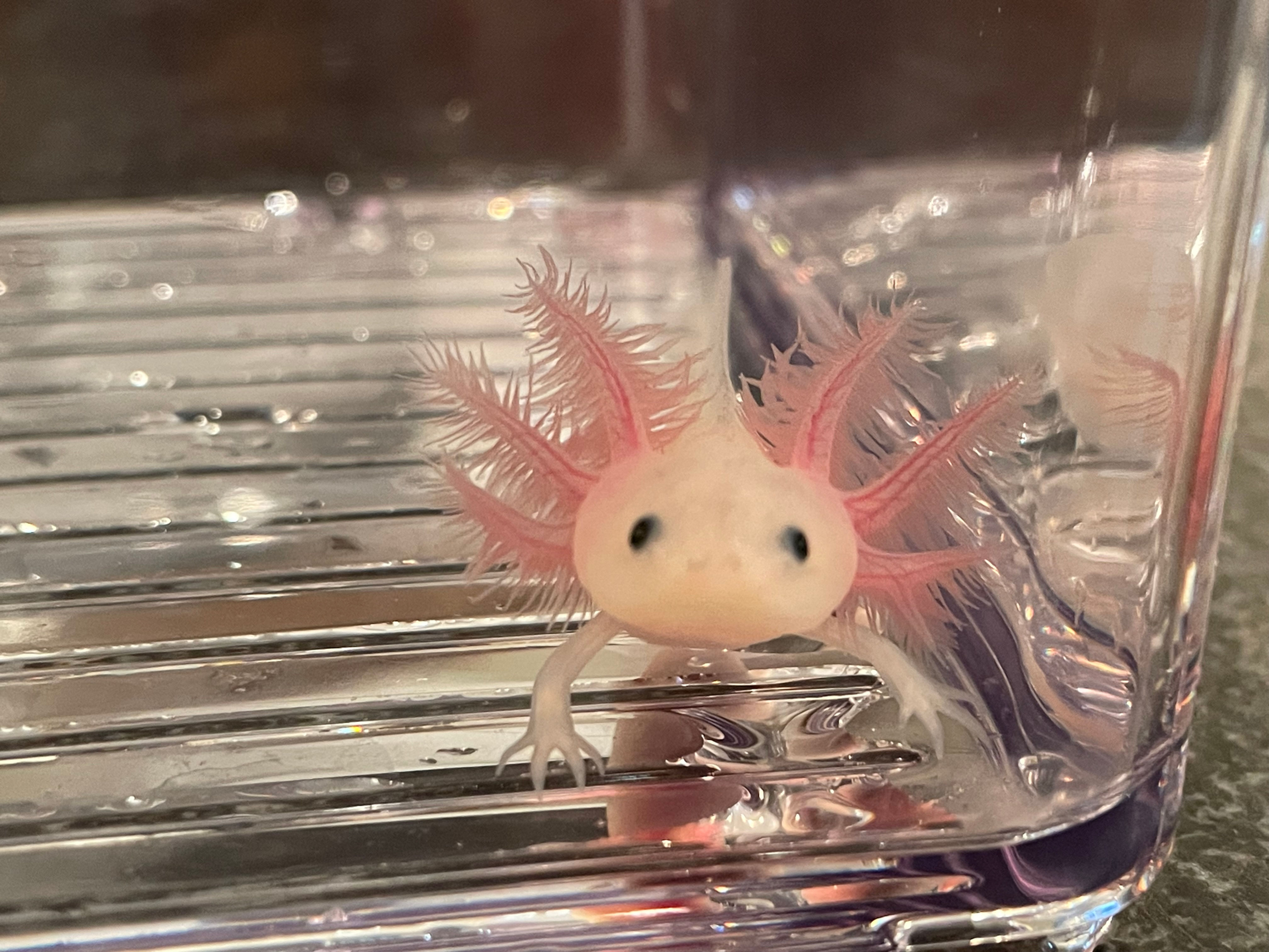 "Hip to Be Square" GFP Leucistic Melanoid Axolotl