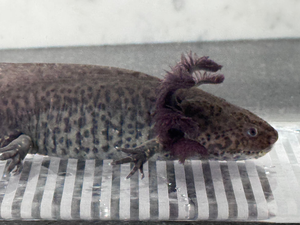 Thumbnail: "Hair Hotties" RFP Wildtype Axolotl (Visually Confirmed Male)