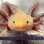 Tips and Tricks for Avoiding Online Axolotl Scams!