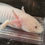 Thumbnail: "Mr. Lottles" Dirty-faced Leucistic Axolotl (Confirmed Male)