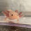 Thumbnail: "Hershey" Melanoid Axanthic Copper (MAC) Axolotl