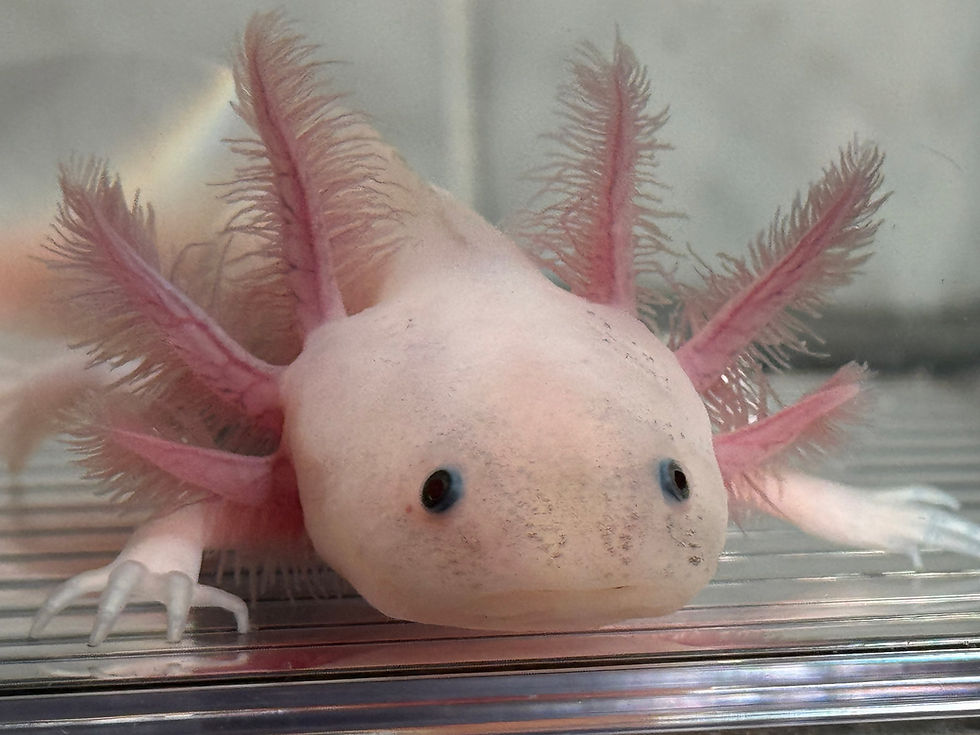 Thumbnail: "Left Your Text on Red" RFP Leucistic Axolotl (DNA Confirmed Male)