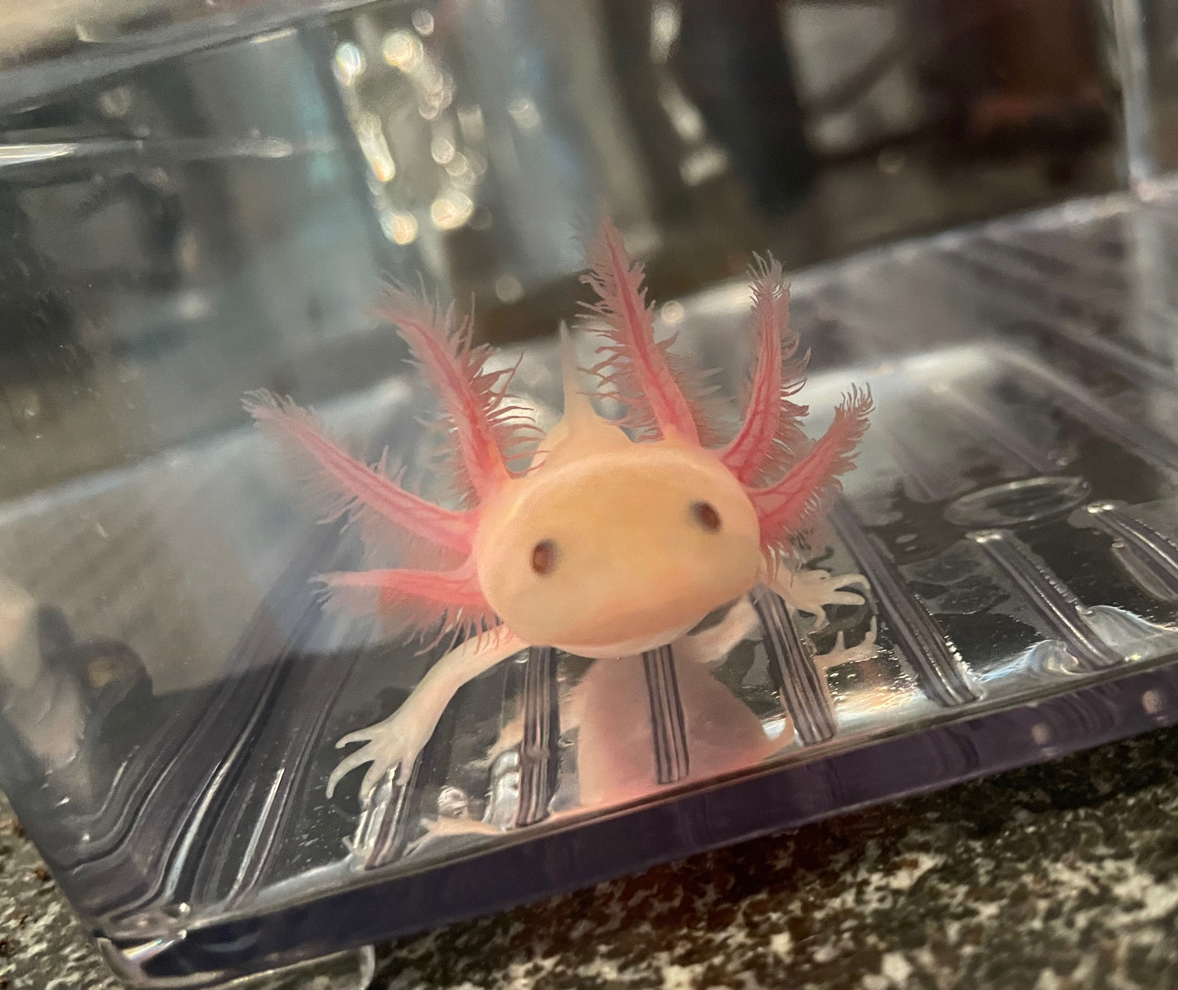 "Eat My Shorts" Hypomelanistic Copper Melanoid Axolotl