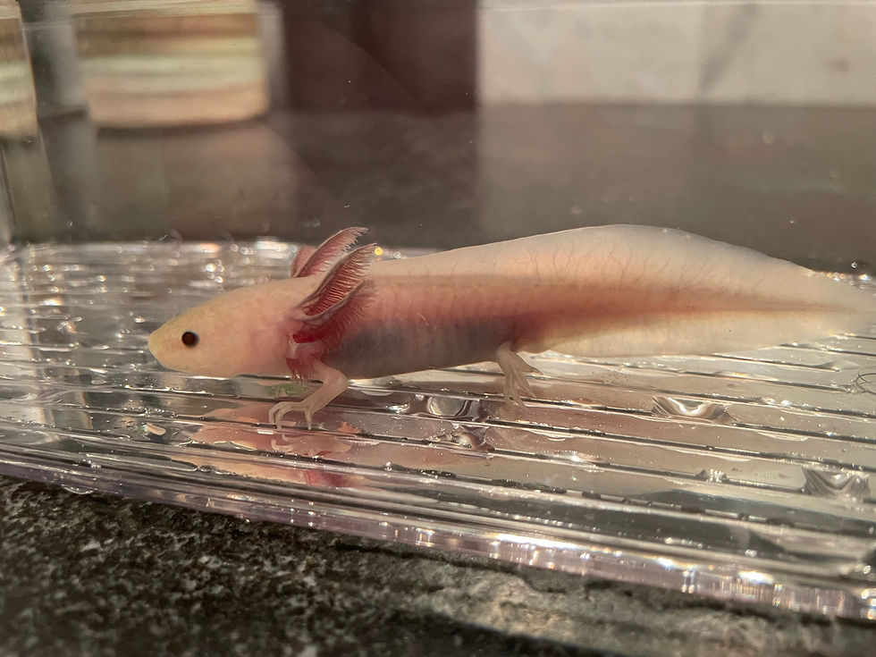 Thumbnail: "Magic Spoon" Light Hypomelanistic Melanoid Axolotl