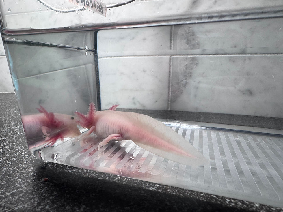 Thumbnail: "Beaconsfield" Leucistic Melanoid Axolotl (DNA Confirmed Female)
