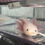 Thumbnail: "Pink Big" Dirty Leucistic Axolotl (DNA Confirmed Female)