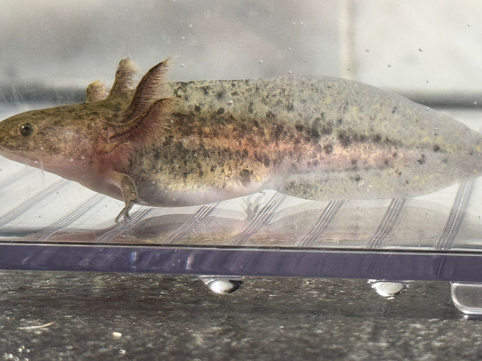 Thumbnail: "Radiance Ripple" Wildtype Axolotl (Unsexed)
