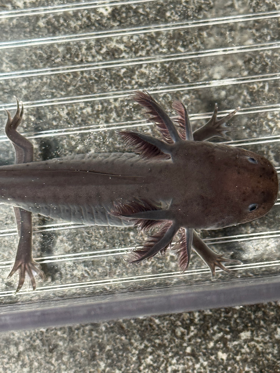 Thumbnail: "Velvet Strand" Melanoid Axolotl (Unsexed)