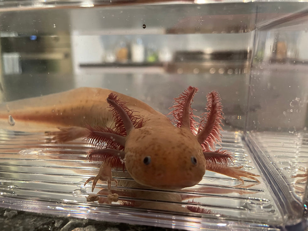 "Jordan Marsh" Copper Melanoid Axolotl (Confirmed Male)