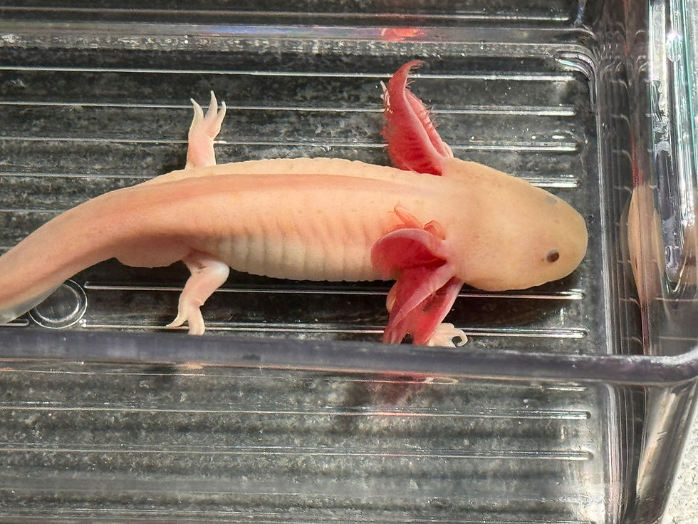 Thumbnail: "Tiger Paw" Hypomelanistic Copper Melanoid Axolotl (Confirmed Male)