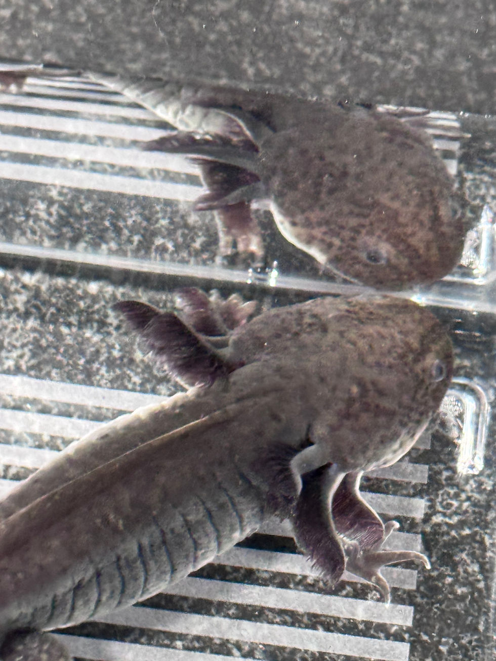 Thumbnail: "Own It" Wildtype Axolotl (DNA and Visually Confirmed Male)