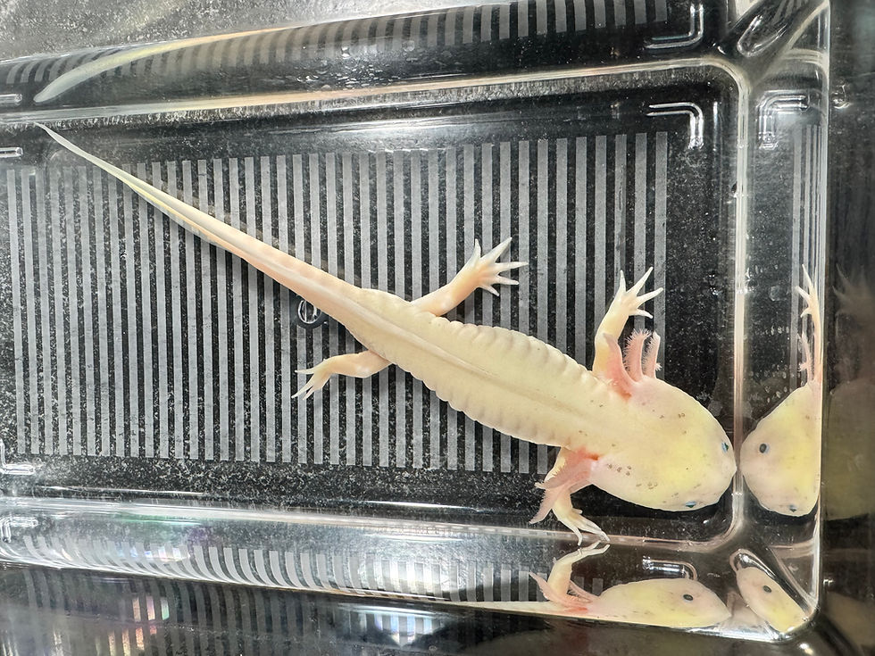 Thumbnail: "Bo-die" Surrender GFP Leucistic Axolotl (Visually Proven Male)