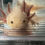 Thumbnail: "Fruit Brute" Light Hypomelanistic Melanoid Axolotl