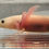 Thumbnail: "Cajun Shrimp" Leucistic Axolotl (DNA Confirmed Male)