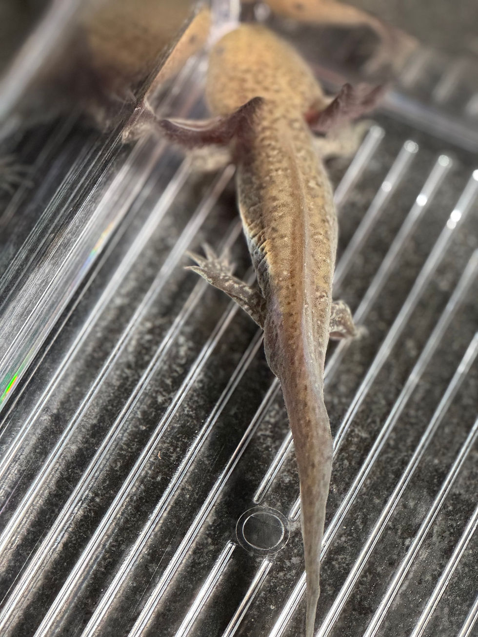 Thumbnail: "Hormel" High Iridophore Hypomelanistic Axolotl (DNA Confirmed Male)