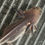 Thumbnail: "The Fizz" RFP Low Grade Mosaic Melanoid Axolotl (DNA Confirmed Female)