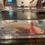 Thumbnail: "Oatmeal Crisp" Hypomelanistic Copper Melanoid Axolotl