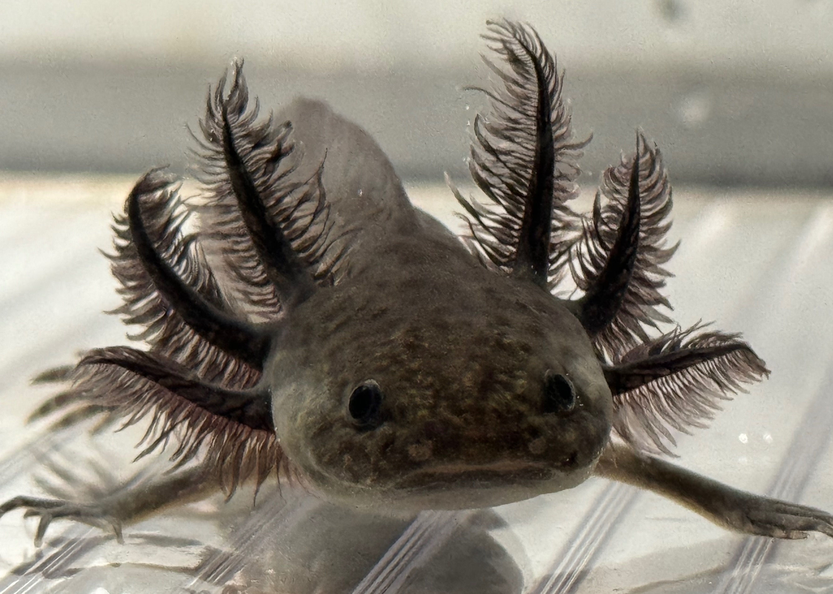 "Iron" Hypomelanistic Axanthic Melanoid (DNA Confirmed Male)