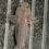 Thumbnail: "Camille Rose" RFP Hypomelanistic Axanthic Melanoid Axolotl (Unsexed)