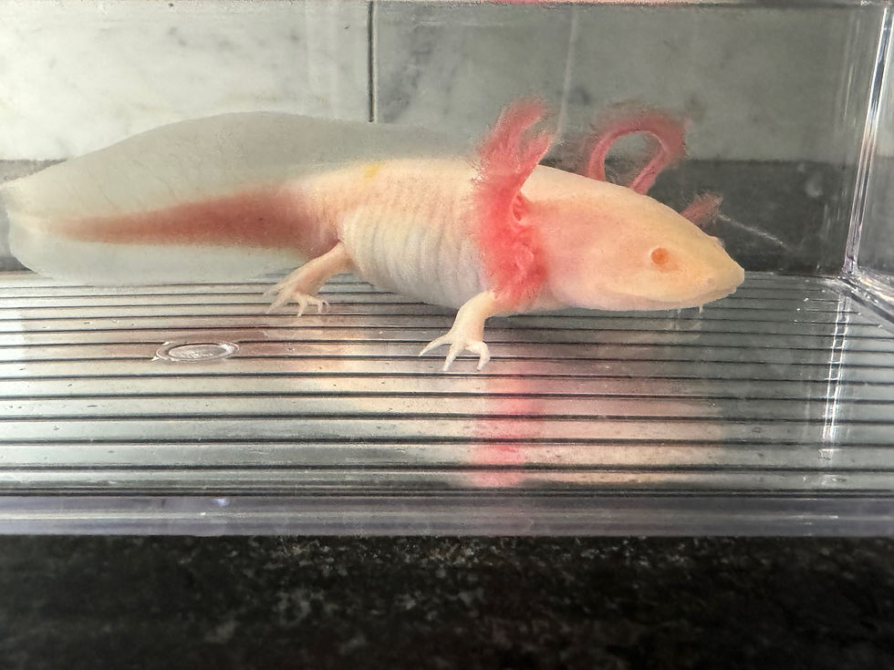Thumbnail: "Cruncheroo" Hypomelanistic Albino Melanoid Axolotl