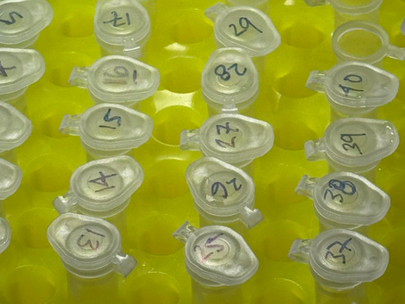 Axolotls & PCR Genetic Sex Sampling