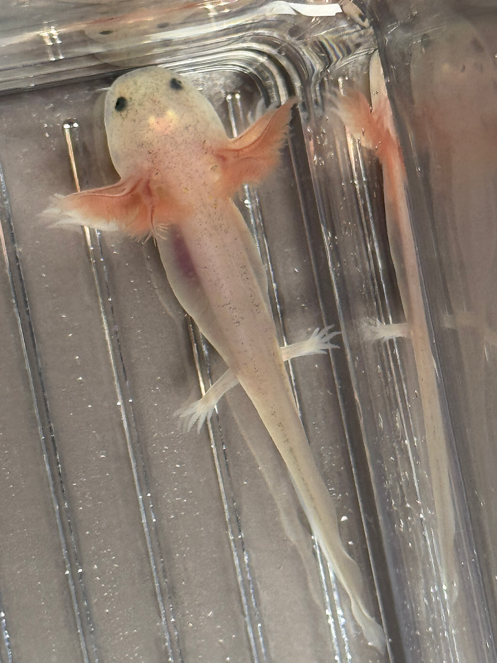 Thumbnail: "Wonderland" Dirty Leucsitic Axolotl (Unsexed)