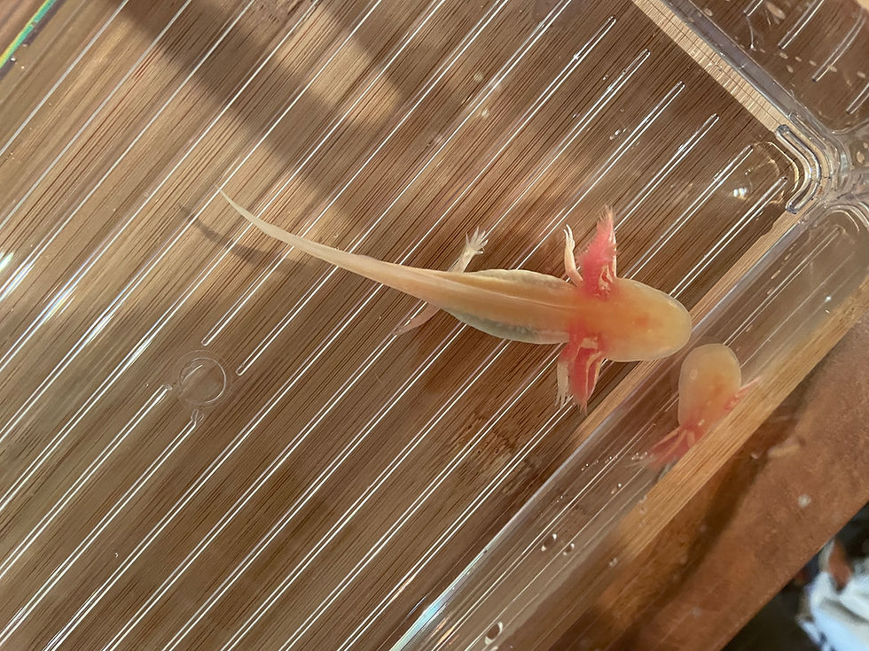 Thumbnail: "Oxyclean" High Iridophore Golden Albino Axolotl