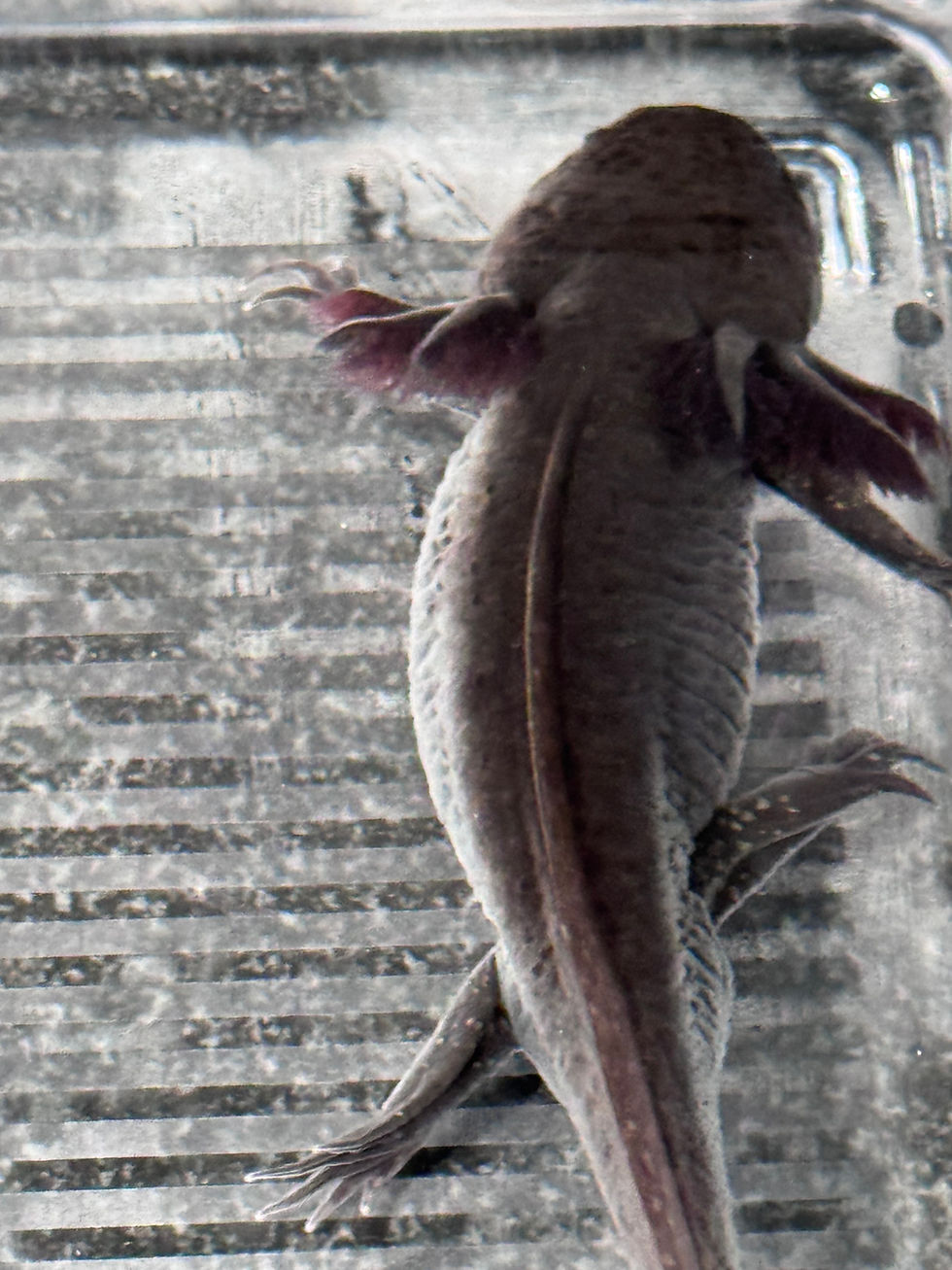 Thumbnail: "Evergreen" Wildtype Axolotl (DNA and Visually Confirmed Male)