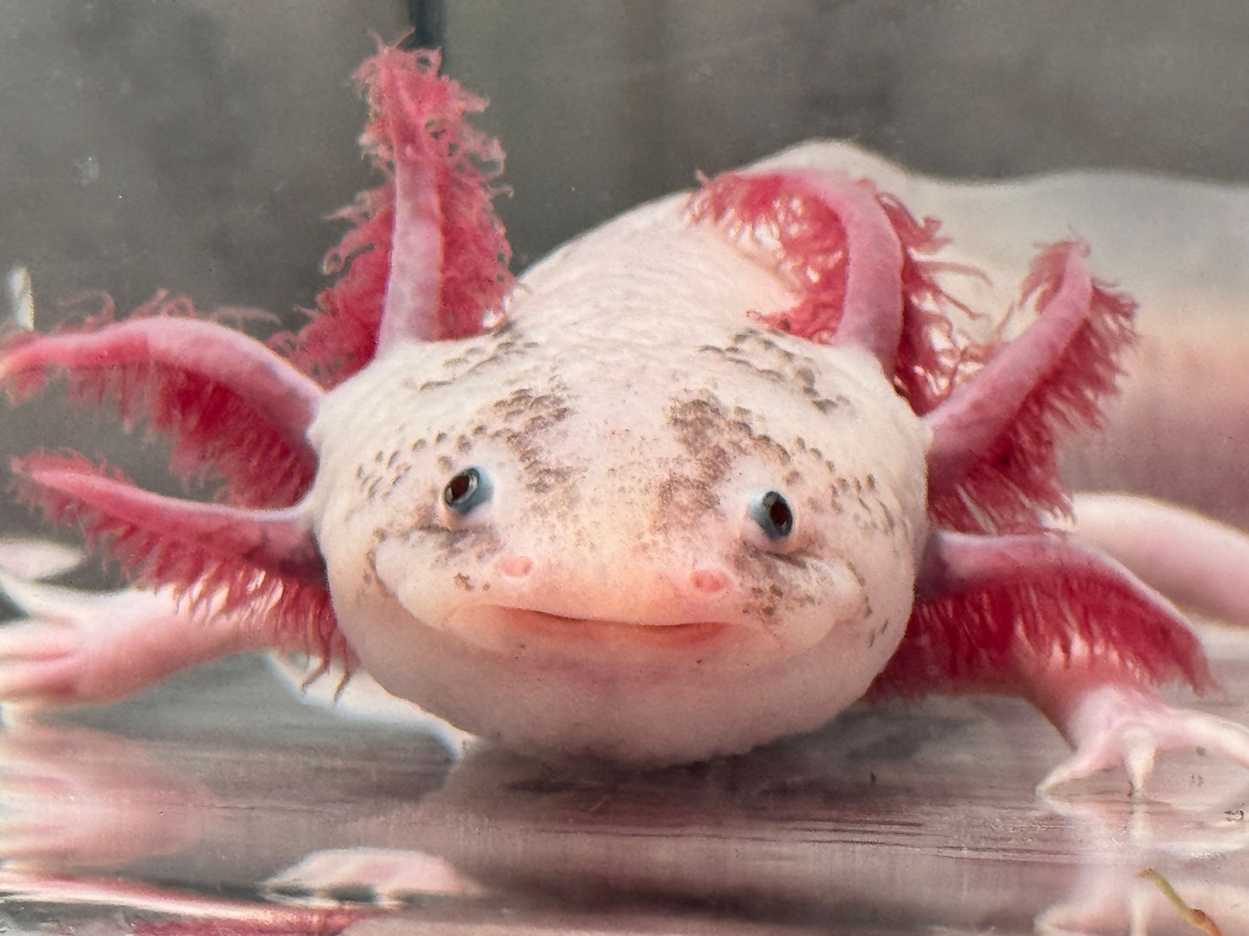 "Mushi" Super Dirty Leucistic Axolotl (Confirmed Female)