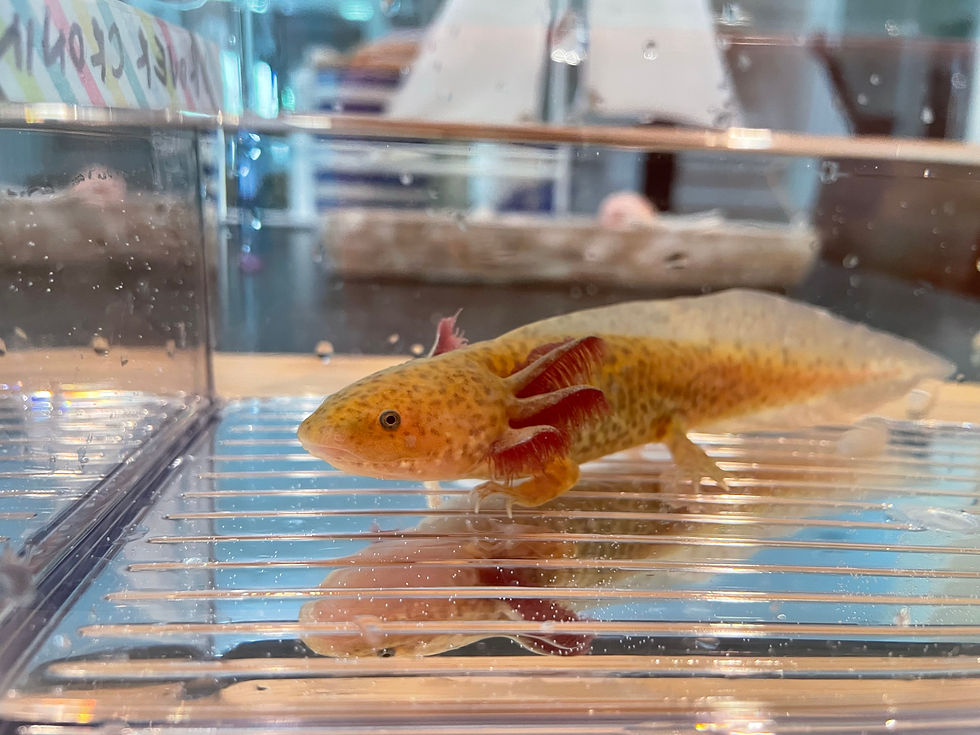 Thumbnail: "Grover Cronin" High Iridophore Copper Axolotl