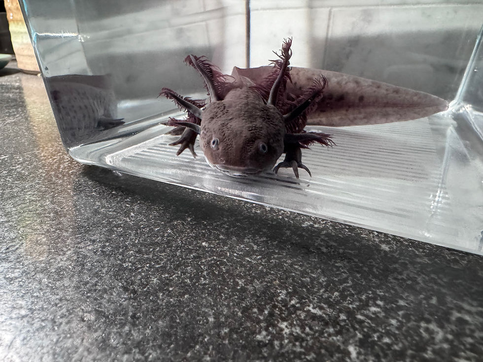 Thumbnail: "Velvet Strand Labs" Axanthic Melanoid Axolotl (Visually Confirmed Male)