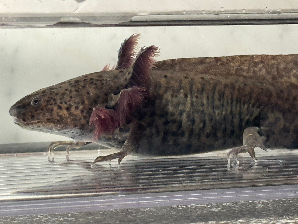 Thumbnail: "Evercrisp" RFP Wildtype Axolotl (Visually Confirmed Male)