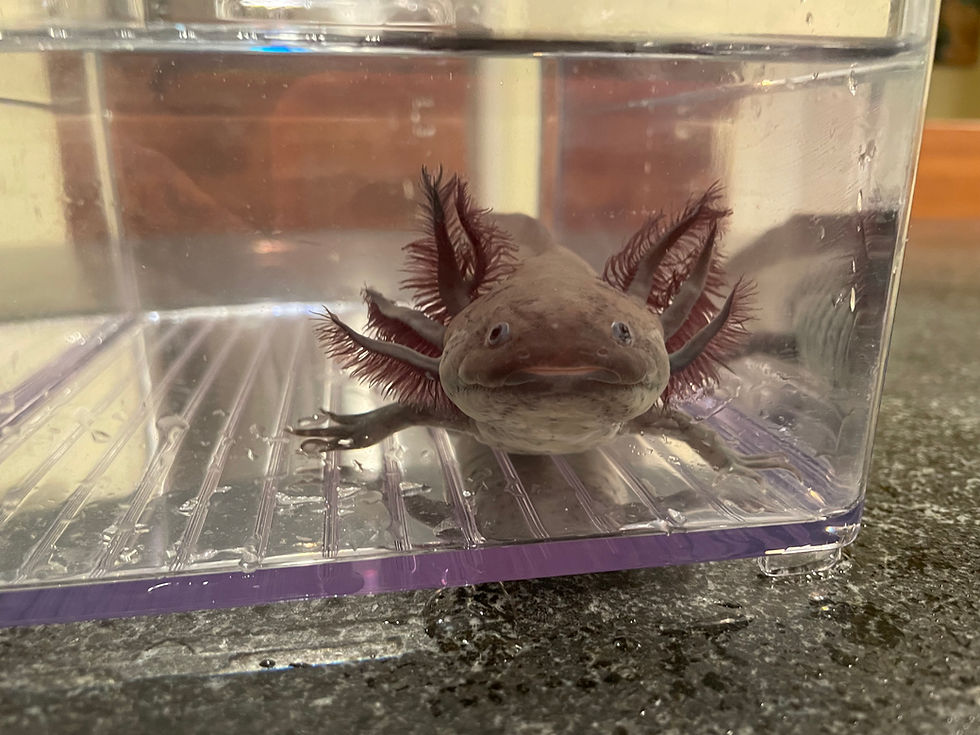 Thumbnail: "Scott" Melanoid Axolotl (DNA confirmed Female)