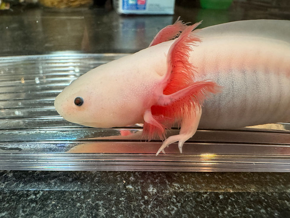 Thumbnail: "Oh Sherrie" RFP Leucistic Axolotl