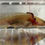 Thumbnail: "Honeyed Lemon" RFP Copper Axolotl (DNA Confirmed Female)