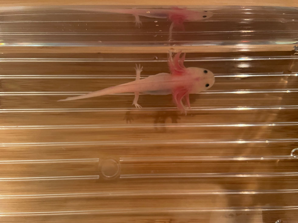 Thumbnail: "Dove", Leucistic Melanoid Axolotl