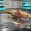Thumbnail: "Buckwheat" Light Hypomelanistic Melanoid Axolotl