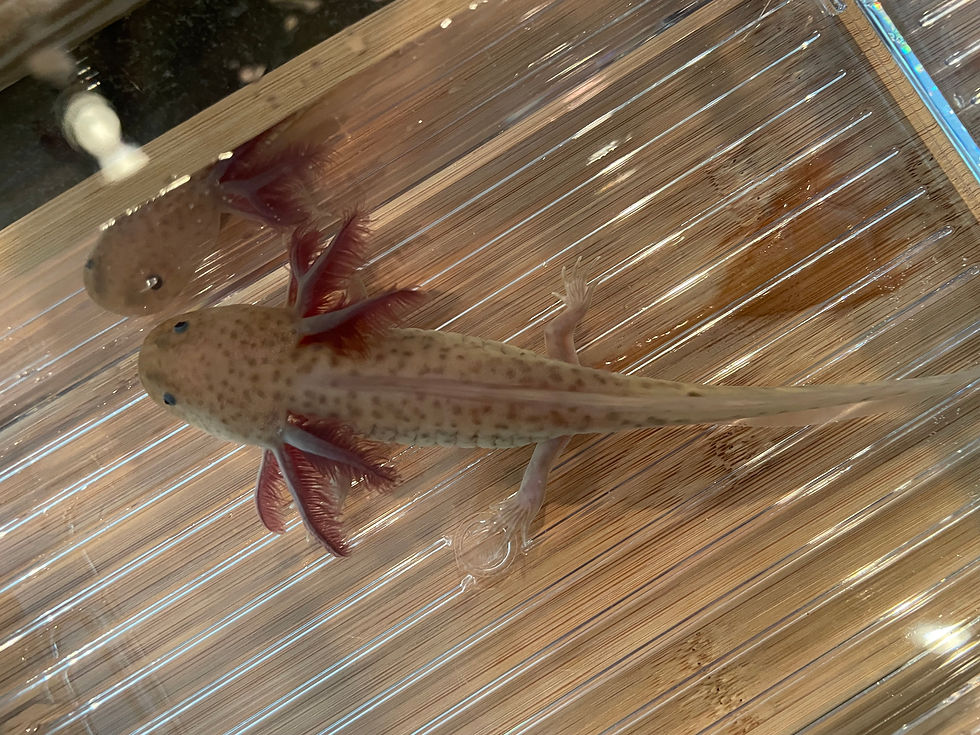 Thumbnail: "Saks Fifth Avenue" Spotted Copper Melanoid Axolotl