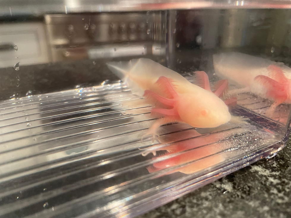 Thumbnail: "Necco" White Albino Melanoid Axolotl