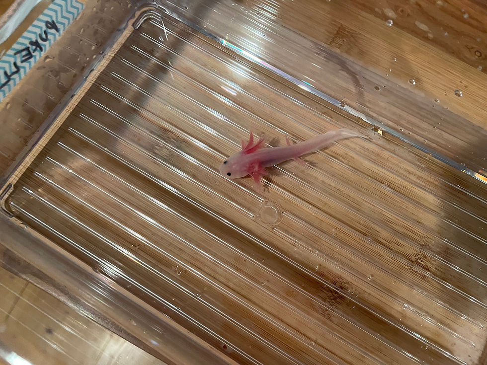 Thumbnail: "Purell" Leucistic Melanoid Axolotl