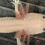 Thumbnail: "Ready, Sunset, Glow" RFP Leucistic Axolotl (DNA Confirmed Male)