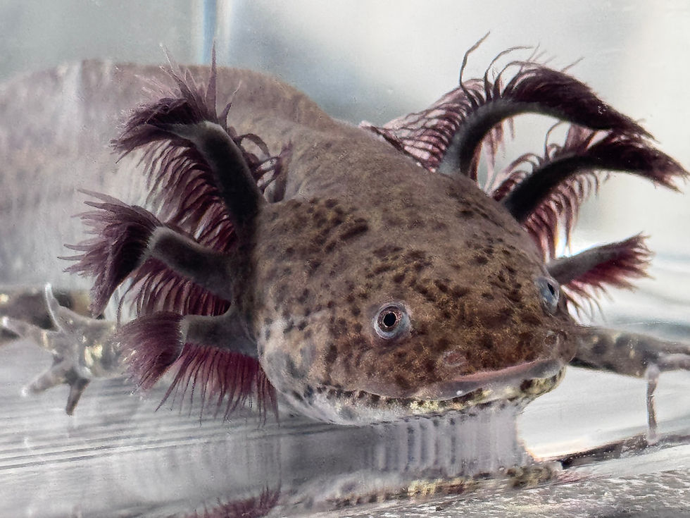 Thumbnail: "Hair Hotties" RFP Wildtype Axolotl (Visually Confirmed Male)