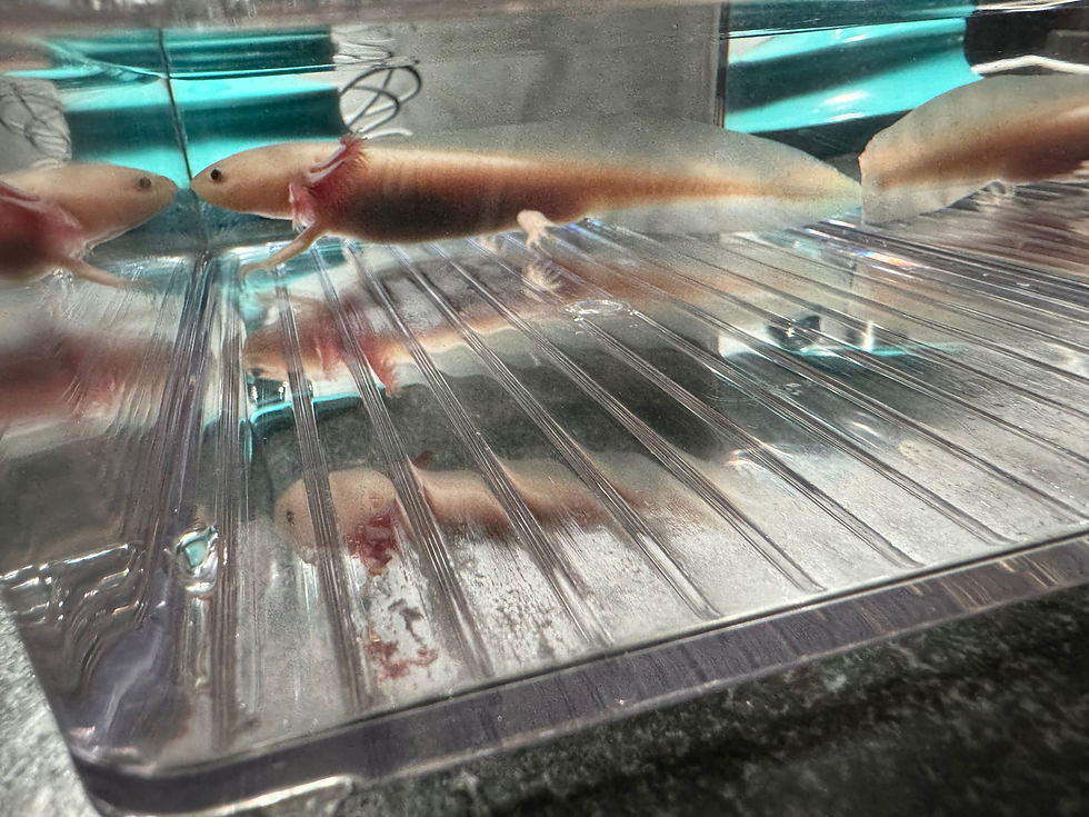 Thumbnail: "Thin Mint" Light Hypomelanistic Melanoid Axolotl (Confirmed Male)