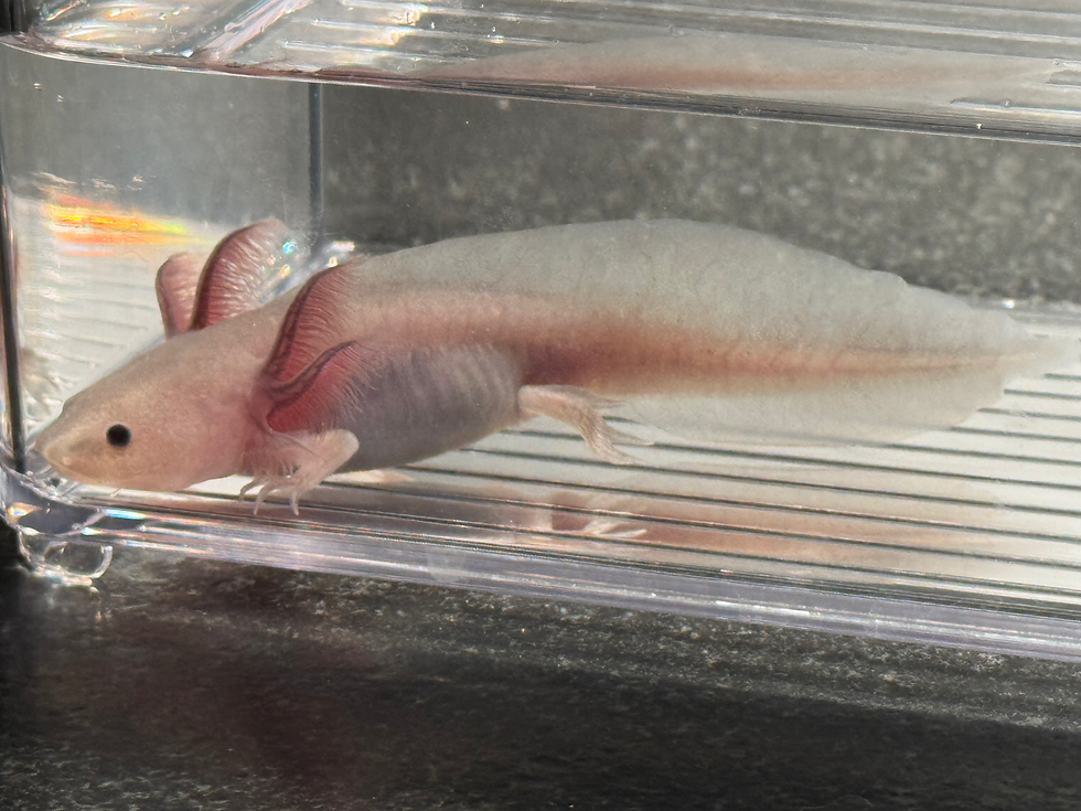 Thumbnail: "Opal Orchid" RFP Hypomelanistic Melanoid (DNA Confirmed Female)