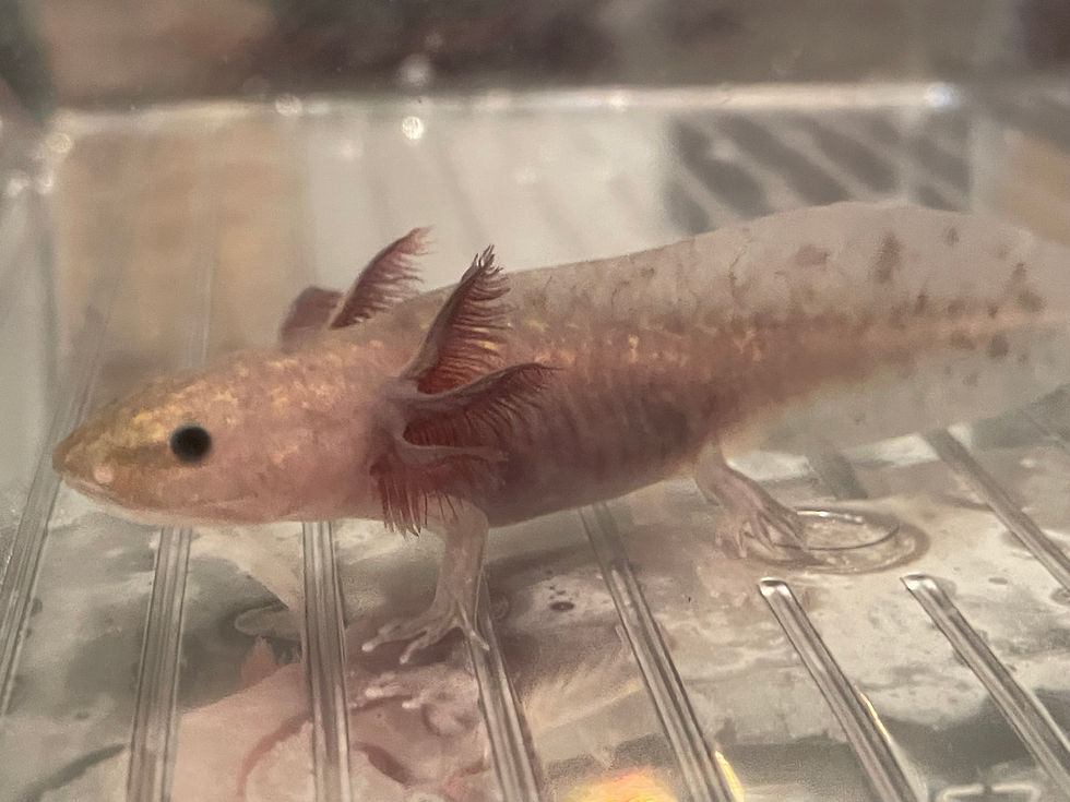 Thumbnail: "Kashi Go Lean" Hypomelanistic Melanoid Axolotl