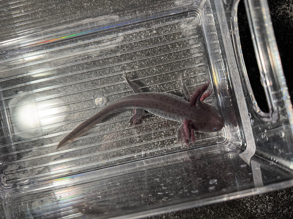 Thumbnail: "Lavender Chamomile" Melanoid Axolotl (Visually Confirmed Male)